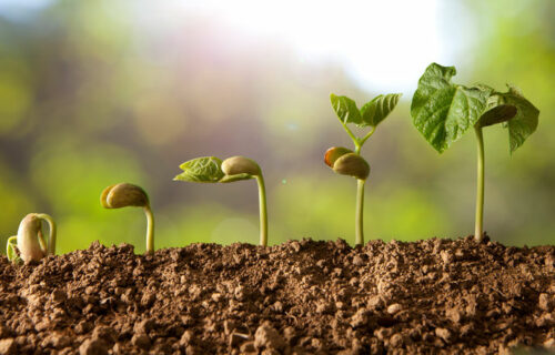 germinated seeds sequence and growth of bean plants