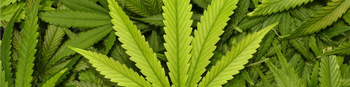 Marijuana-Leaves-2